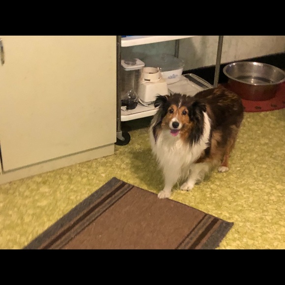 Meet your Posher, Rose - Picture 8 of 8